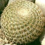 Mammillaria formosa عادت داشتن