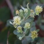 Guiera senegalensis Blomst