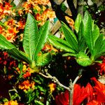 Rhododendron japonicum Leaf