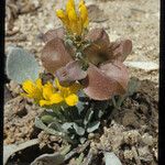 Physaria chambersii Hábito