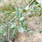 Rhamnus alaternus葉