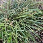 Liriope spicata Fuelha