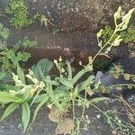 Lactuca indica Hoja