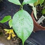 Petraeovitex bambusetorum Leaf