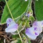 Craterostigma hirsutum Blüte