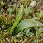 Ophioglossum lusitanicum Хабит