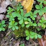 Sedum ternatum Leaf