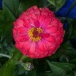 Zinnia elegansЦвят