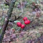 Cotoneaster dielsianus ഫലം