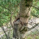 Pinus heldreichii Casca