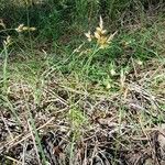 Carex arenaria Pokrój