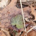 Geum canadense पत्ता