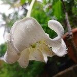 Euclinia longiflora Flower