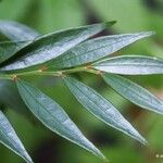 Phyllanthus francii Лист