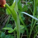 Ophrys fuciflora മറ്റ്