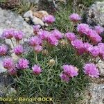 Armeria malinvaudii Habit