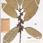 Ficus densistipulata अन्य
