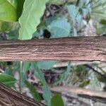 Coffea abbayesii Azala