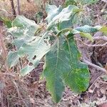 Solanum lycocarpum Fuelha