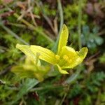 Gagea bohemica Flor