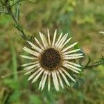 Carlina vulgaris 花