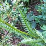 Pedicularis rostratospicata 叶