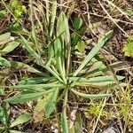 Pilosella piloselloides Leaf