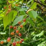 Prunus pensylvanica Fruit