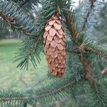 Picea sitchensis Frutto