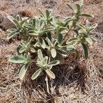 Leucas tomentosa Hoja