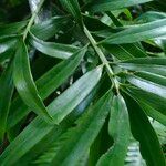 Podocarpus coriaceus Leaf