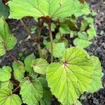 Begonia hirtellaBlatt