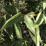 Prunus amygdalus Листок