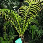Blechnum brasiliense Plante entière