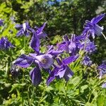 Aquilegia alpinaFlower