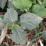 Clerodendrum infortunatum Blad