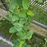 Araujia sericifera Blad