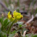 Ranunculus adoxifolius موطن