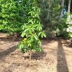 Magnolia conifera عادت داشتن