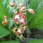 Neomoorea wallisii Floare