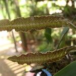 Bulbophyllum maximum Virág