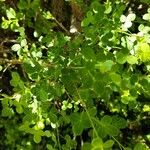 Cytisophyllum sessilifolium Hostoa
