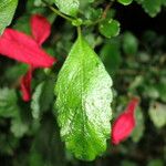 Asteranthera ovata Leaf