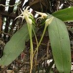 Cyrtorchis chailluana Flower