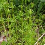 Galium spurium Fiore