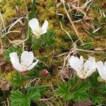 Rubus chamaemorus Leaf