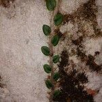 Microgramma vacciniifolia 整株植物