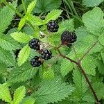 Rubus elegantispinosus Hedelmä