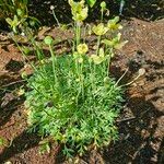 Papaver alpinum Liść