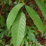 Leea indica Leaf